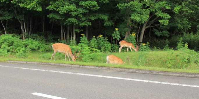 Deer Strikes on the Rise How to Stay Safe and Protected This Fall