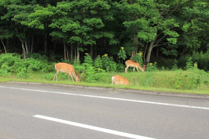 Deer Strikes on the Rise How to Stay Safe and Protected This Fall Deer Strikes on the Rise How to Stay Safe and Protected This Fall
