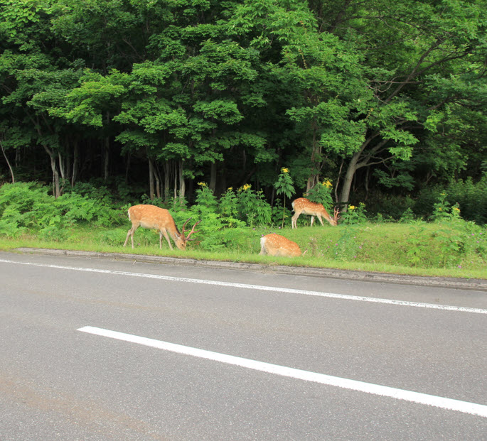 Deer Strikes on the Rise How to Stay Safe and Protected This Fall