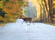 Deer collisions in Pennsylvania