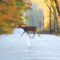 Deer collisions in Pennsylvania