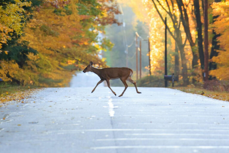 Deer collisions in Pennsylvania Deer collisions in Pennsylvania