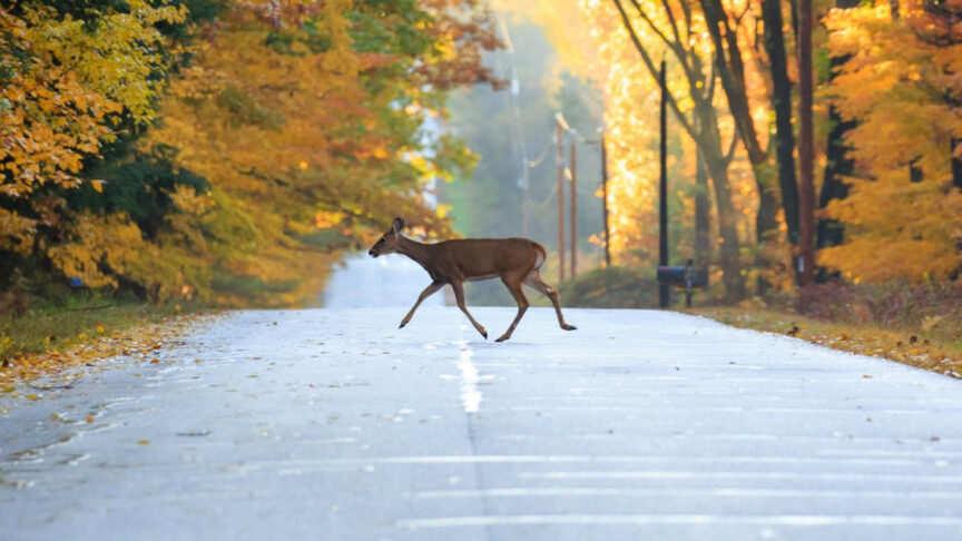 Deer collisions in Pennsylvania