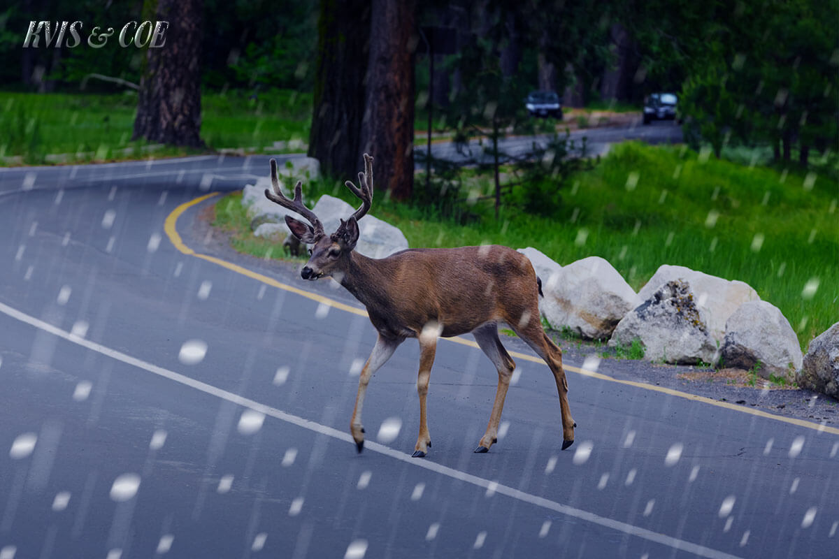 car-insurance-deer-collision-pa Car Insurance For Deer Collision In Pennsylvania – KVIS & Coe