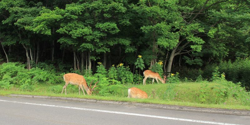 what to do if you are hit by a deer